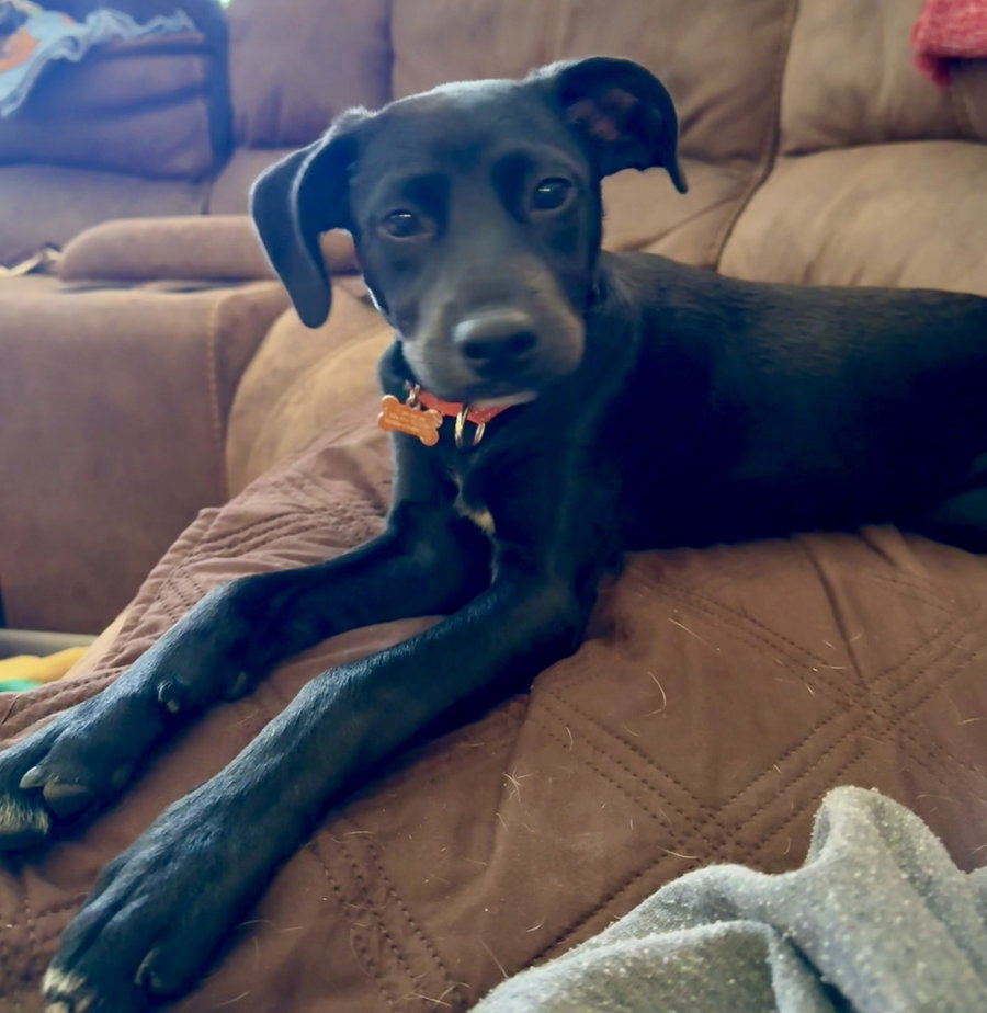 **JADE**