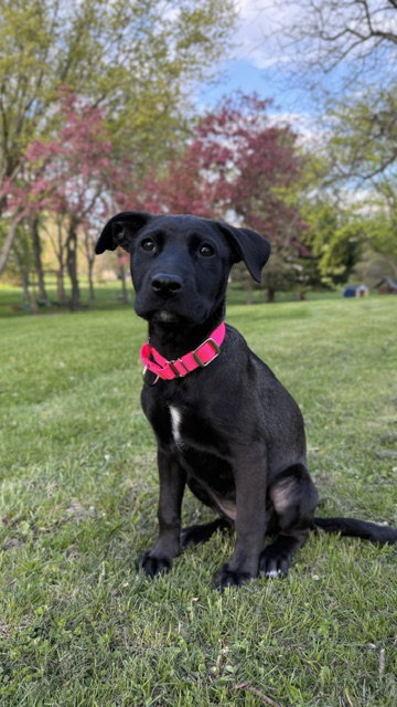 **SAVANNAH**, an adoptable Labrador Retriever in Genesee, WI