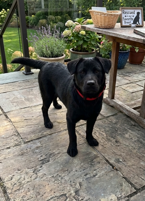 **CARLSON**, an adoptable Black Labrador Retriever in Genesee, WI