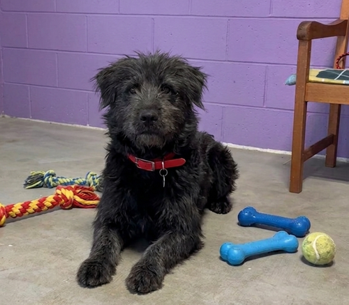 **MARAK**, an adoptable Labrador Retriever in Genesee, WI
