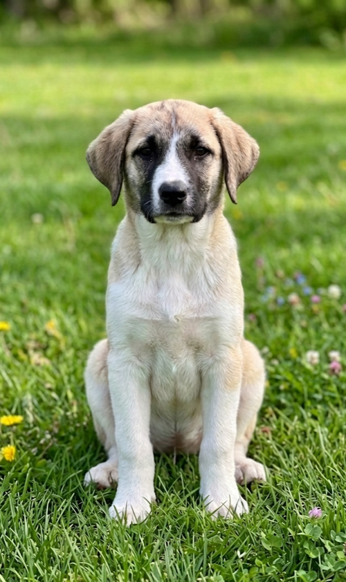 **LAURIE**, an adoptable Great Pyrenees in Genesee, WI