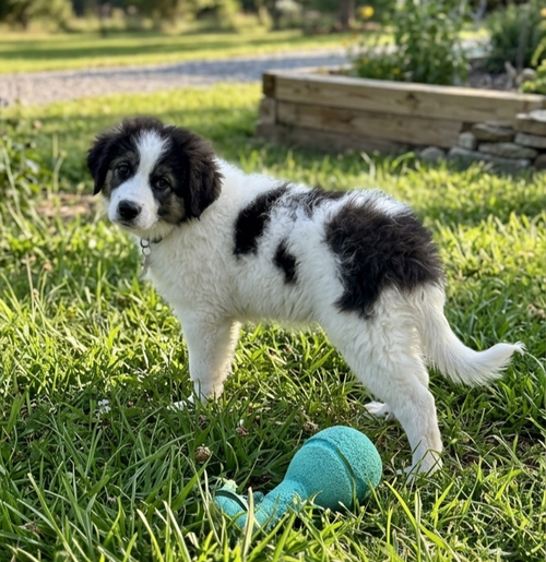 **MARCI**, an adoptable Great Pyrenees in Genesee, WI