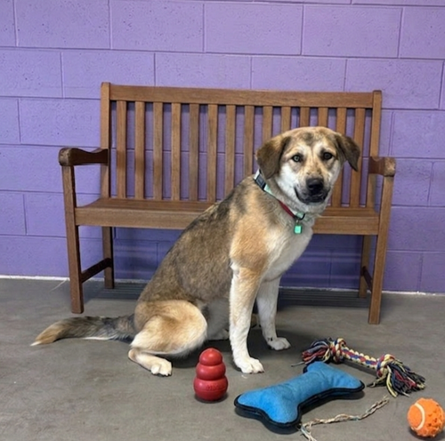 **TABBY**, an adoptable Shepherd in Genesee, WI