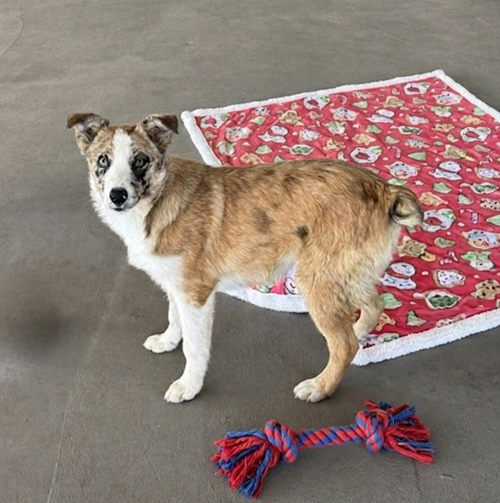 **WAFFLES**, an adoptable Australian Shepherd in Genesee, WI
