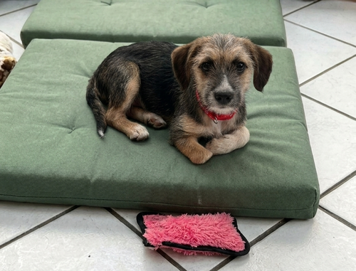 **ROSE**, an adoptable Cairn Terrier in Genesee, WI