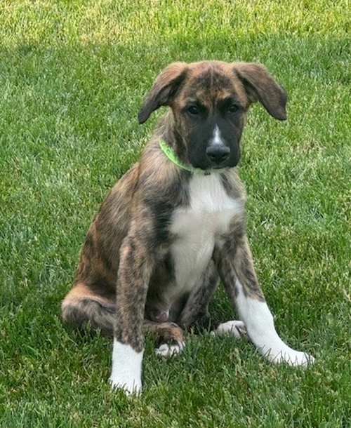 **MARCO**, an adoptable Labrador Retriever in Genesee, WI
