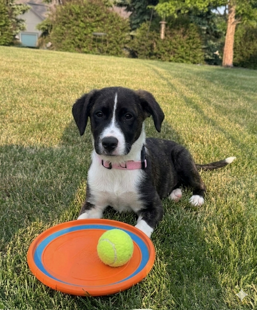 **DINKY**, an adoptable Labrador Retriever in Genesee, WI