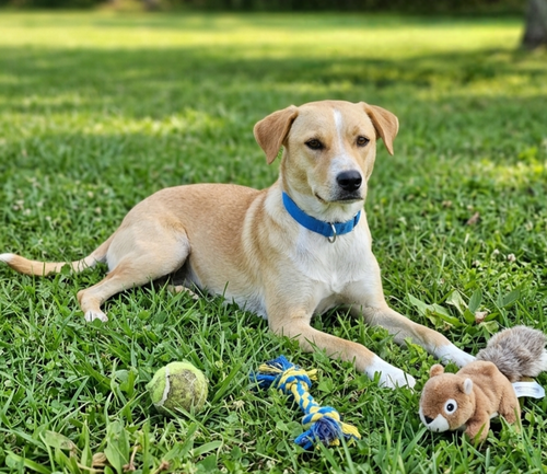 **COOPER**, an adoptable Labrador Retriever in Genesee, WI