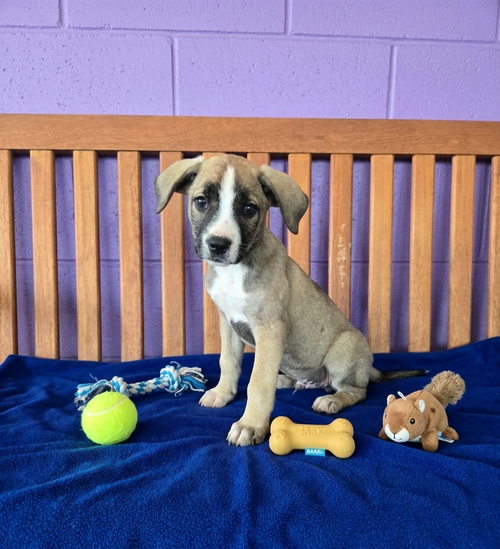 **MURPHY**, an adoptable Labrador Retriever in Genesee, WI