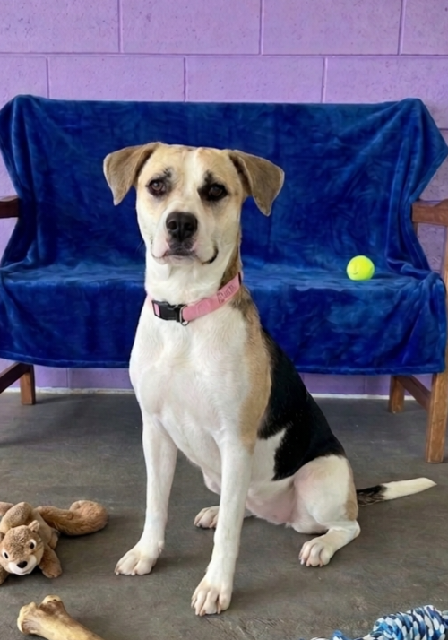 **BETSY**, an adoptable Beagle in Genesee, WI