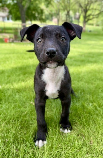 **NACHO**, an adoptable Terrier in Genesee, WI