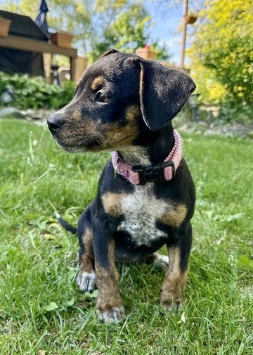 **NADJA**, an adoptable Terrier in Genesee, WI
