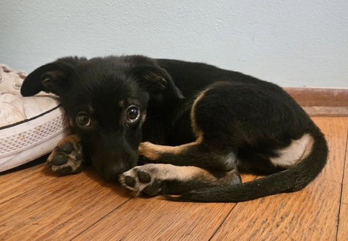 **BASIL**, an adoptable Terrier in Genesee, WI