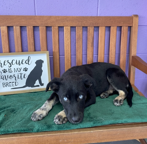 **AXL**, an adoptable Shepherd in Genesee, WI