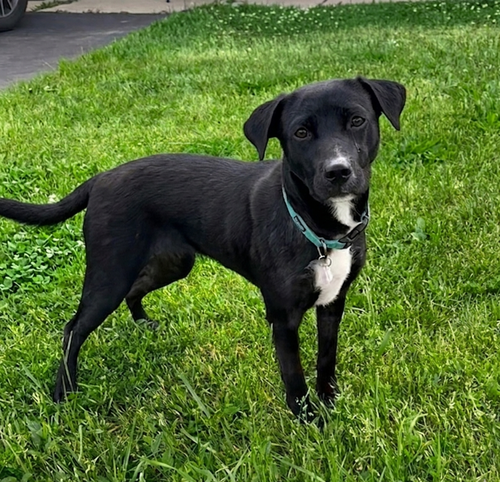 **MAGGIE**
