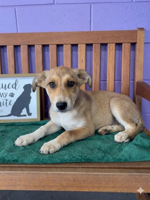 **ROSE**, an adoptable Shepherd in Genesee, WI