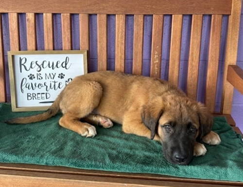 **OLAF**, an adoptable Shepherd in Genesee, WI