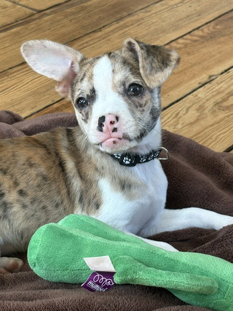 **BAILEY**