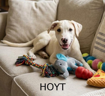 **HOYT**, an adoptable Labrador Retriever in Genesee, WI