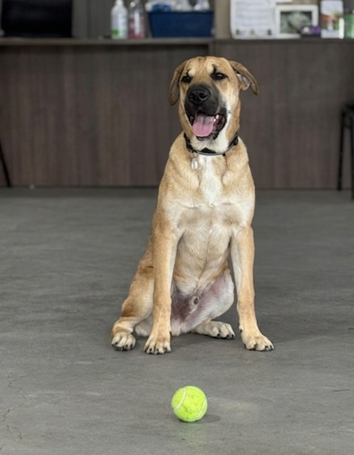 **COUNTRY**, an adoptable Labrador Retriever in Genesee, WI