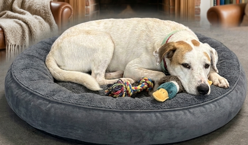 **ROBYN**, an adoptable Labrador Retriever in Genesee, WI