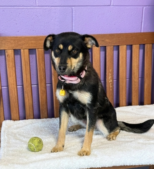 **FREYA**, an adoptable Corgi in Genesee, WI