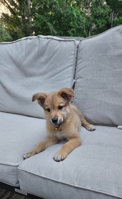 **SAGE**, an adoptable Australian Shepherd in Genesee, WI