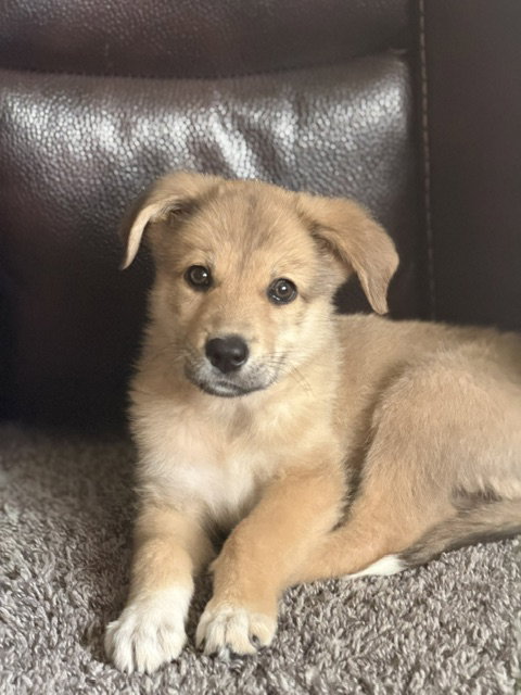 **ESTEE**, an adoptable Australian Shepherd in Genesee, WI