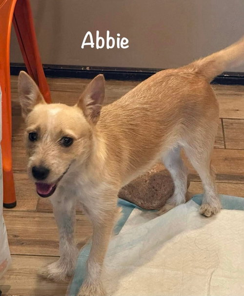 **Abbie**