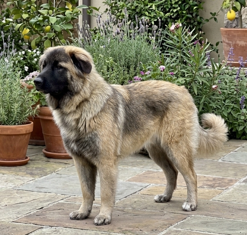 **Shatzi** photo 3
