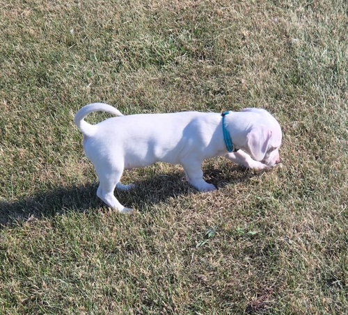**Ziggy**