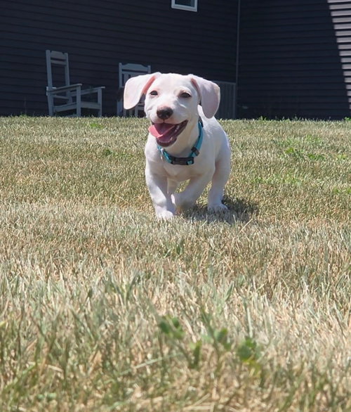**Ziggy** photo 3