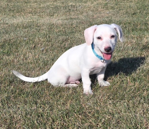 **Ziggy** photo 4