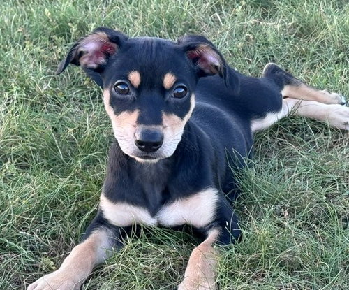 **Zoey**