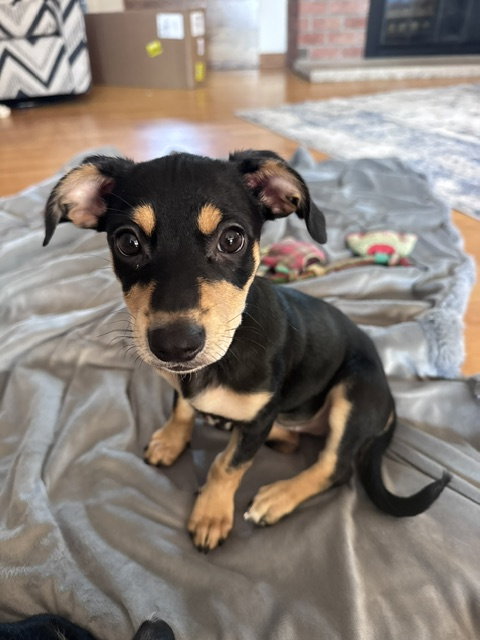 **Zoey** photo 2