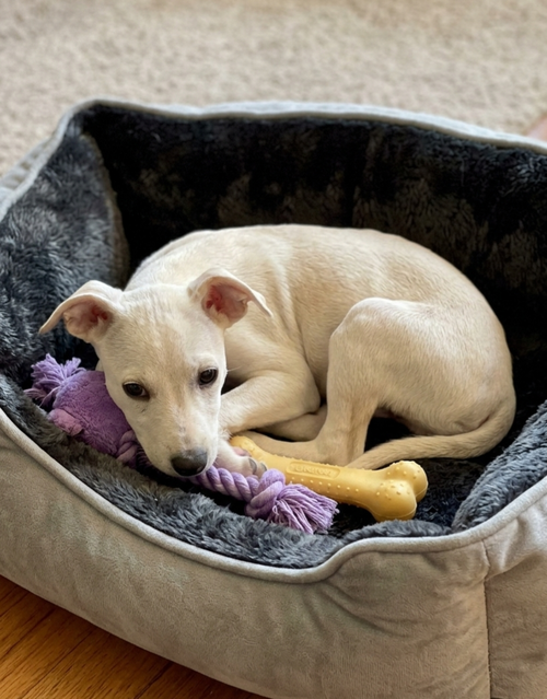 **WEBSTER, an adoptable Dachshund in Genesee, WI