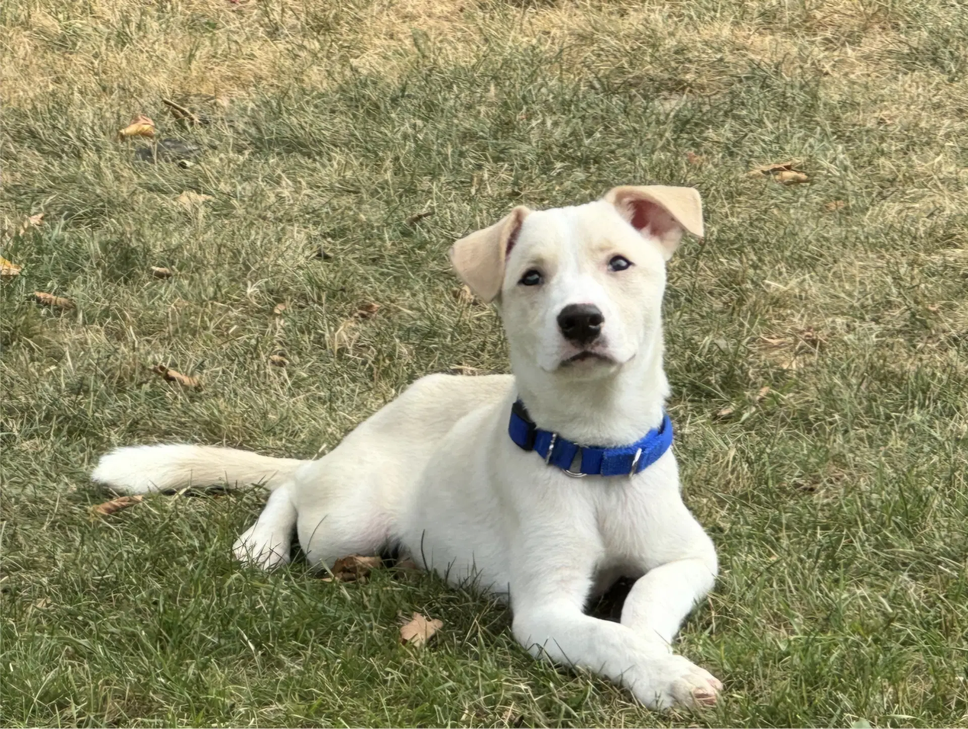 Thomas - Labrador Retriever
