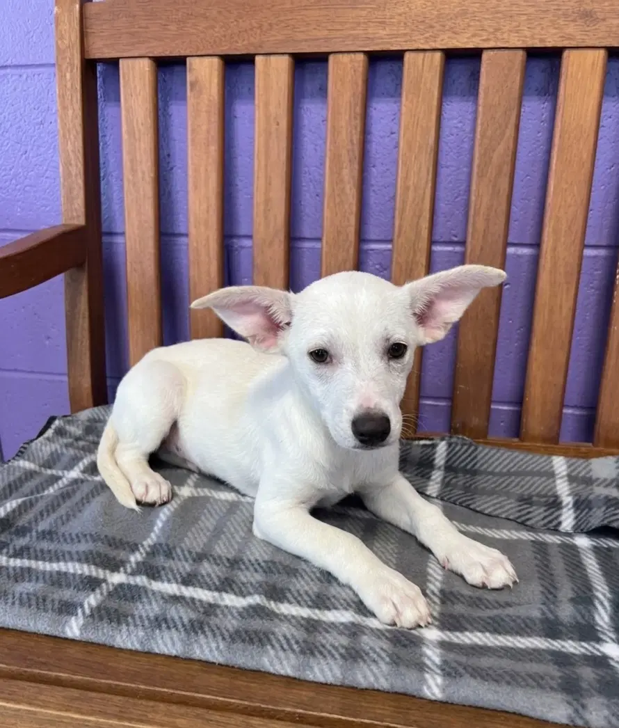 Luan - Labrador Retriever