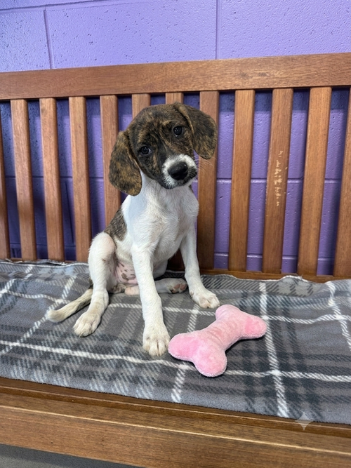 **Penny** photo 2