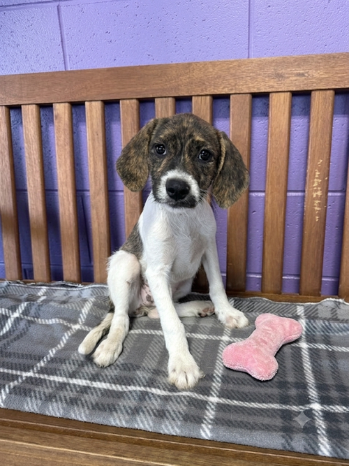 **Penny** photo 3