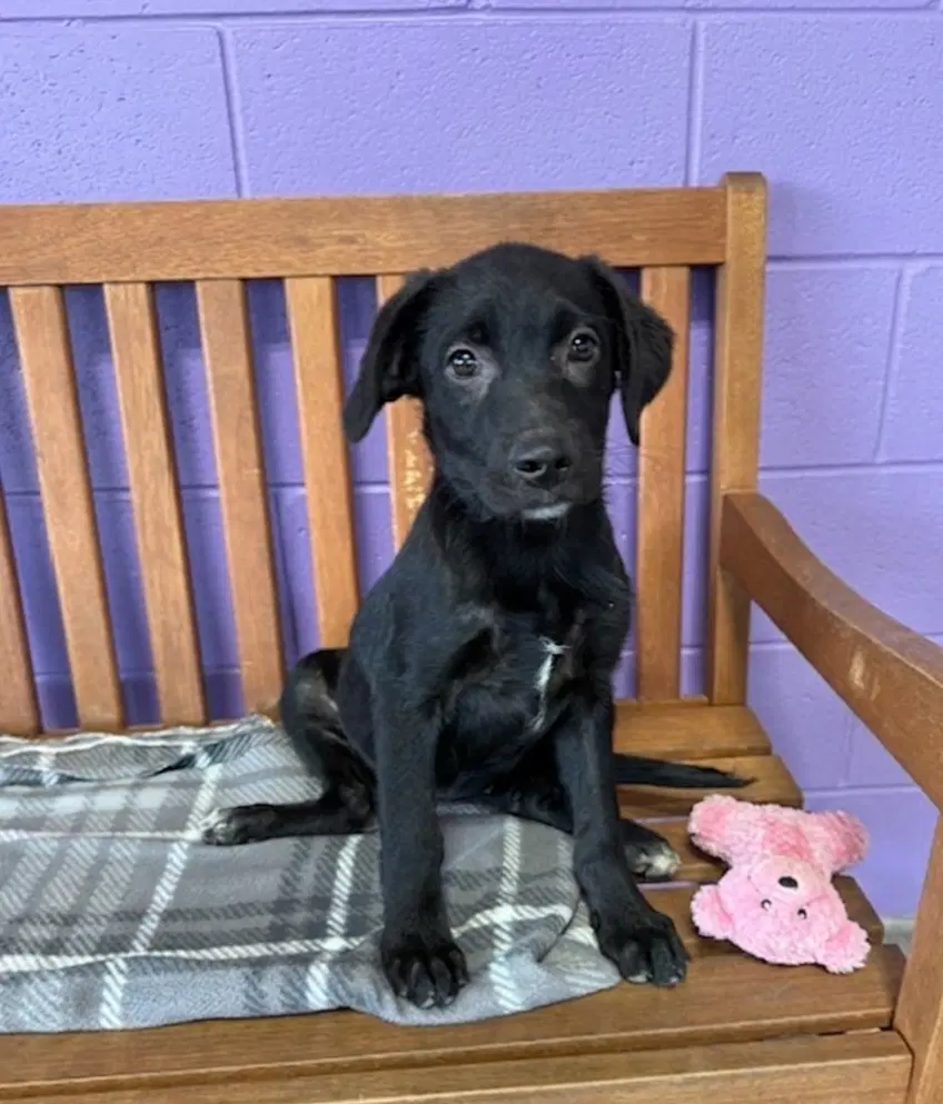 Holly - Black Labrador Retriever