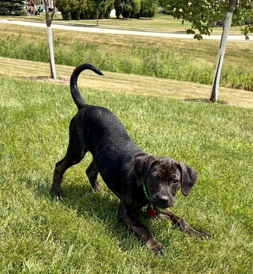 Ross - Hound