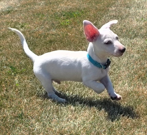 **Ziggy** photo 2