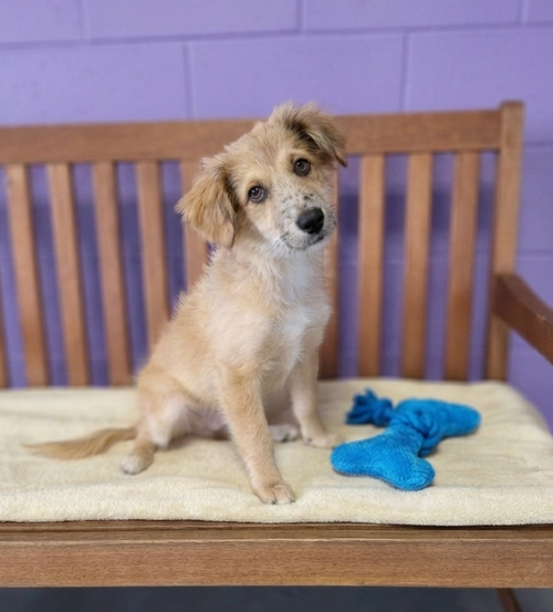 picture of the dog needing adoption