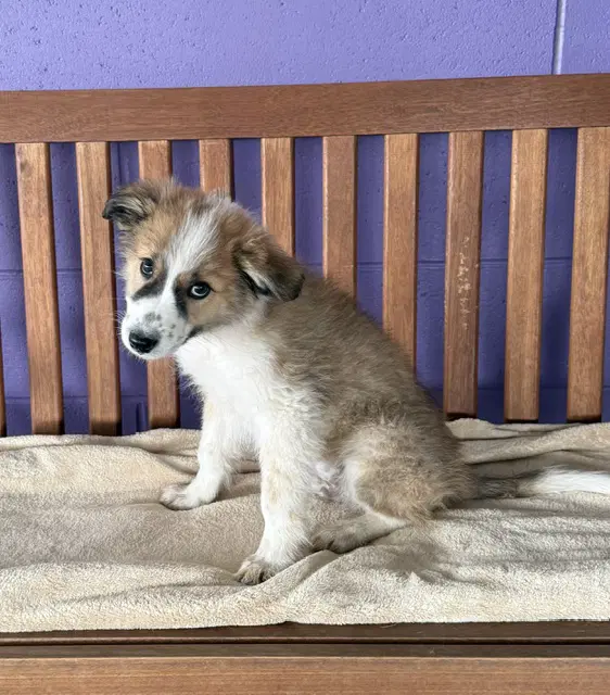 Kobe - Australian Shepherd