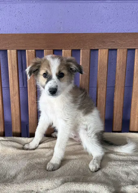 Kelly - Australian Shepherd