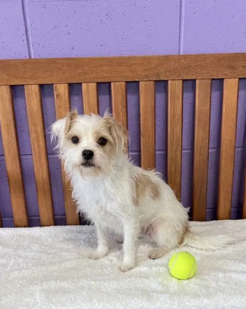 Sassy - Havanese