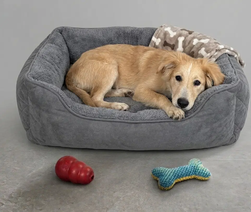 Austin - Golden Retriever