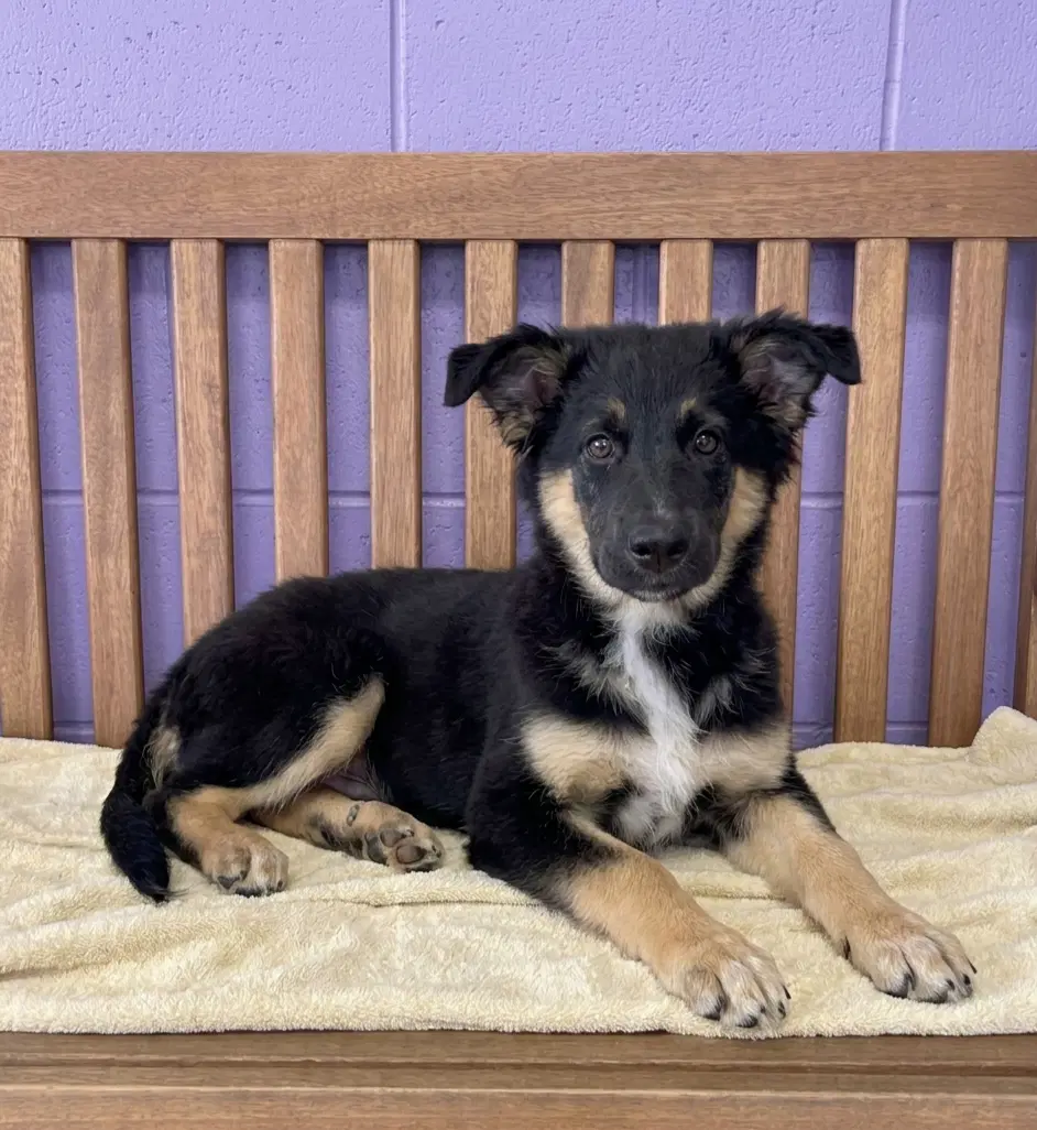 Harry - Australian Shepherd