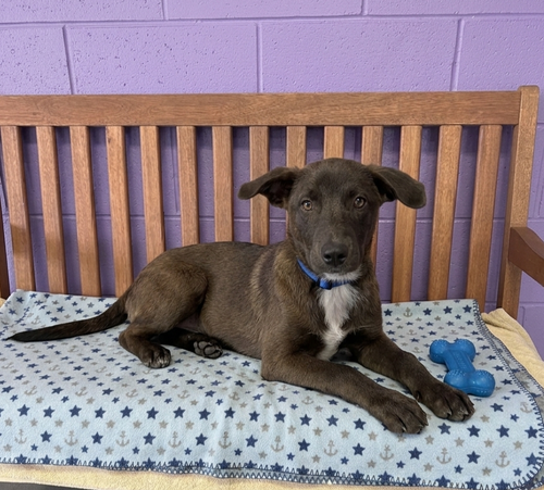 picture of the dog needing adoption